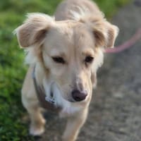 Sensible Lina sucht ruhiges zu Hause🍀, Hündin zur Adoption