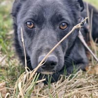 Lotte - junge neugierige Hündin 🍀, Hündin zur Adoption