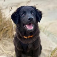 Nola, aktive Hundedame, ca. 5 Monate, Hündin zur Adoption