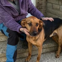 Leo, Hund zur Adoption