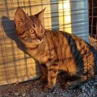 Smartie, süßer Quatschkopf, ca.11 Monate, Kater zur Adoption