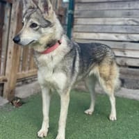 LOBITA 💝 tolle & wunderschöne Hündin!, Hündin zur Adoption