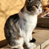 Süße, fröhliche Katze Ashley, Katze zur Adoption