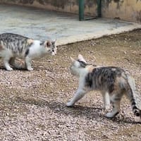 Süße Katzenschwestern Alaska und Nevada, Katze zur Adoption