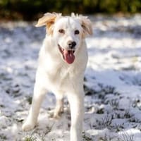 Qua möchte Sie begleiten, Hündin zur Adoption