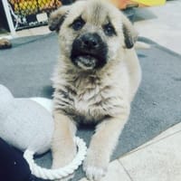 LUSI - Ein Hundekind sucht seine Mensche, Hündin zur Adoption