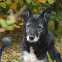 Hedda - wartet in 51588 Nümbrecht, Hündin zur Adoption