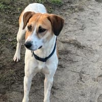 Donna - sportliche Familie gesucht, Hündin zur Adoption