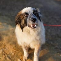 Lotta - sensible Hündin sucht Sicherheit, Hündin zur Adoption