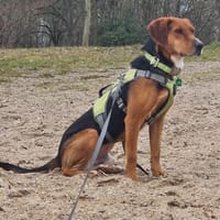 Oreo- menschenbezogener Hund sucht dich, Hund zur Adoption