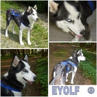 EYOLF -lieber, offener Huskymix-, Hund zur Adoption