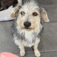 💙Pitypang - vorsichtig aber neugierig💙, Hündin zur Adoption