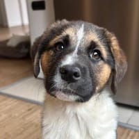 Boreas, geb. 10/2025, 69151 Neckargemünd, Hund zur Adoption