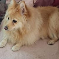 Ivy, liebe Mittelspitz Hündin geb12/2021, Hündin zur Adoption