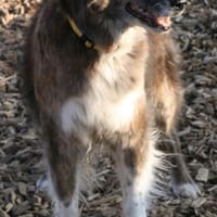 STELLA 🔥 fitte best Agerin, Hündin zur Adoption