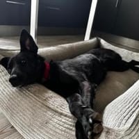 Babsi, stubenreiner Quatschkopf,1J 85591, Hündin zur Adoption