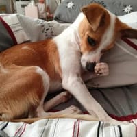 Serena - sanfte Hundedame in Deutschland, Hündin zur Adoption