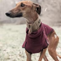 Unsere Selma sucht ihr Rudel, Hündin zur Adoption