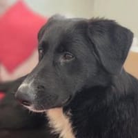 Sienna- fröhlicher Schäfi-Mix, Hündin zur Adoption