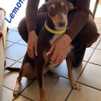 LEMON sucht sein Glück, Hund zur Adoption