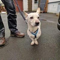 Lujzi, Hündin zur Adoption