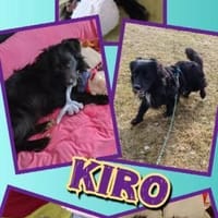 aktiver Kiro auf PS in 90765, Hund zur Adoption