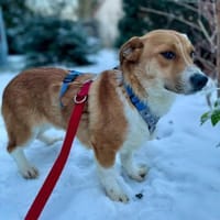 SNUF, m., kastr., geb. 2022, ca. 35 cm, Hund zur Adoption