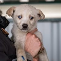 Ulf - Kleiner Eisbär, Hund zur Adoption