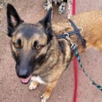 Lotte liebt Mensch und kleine Challenges, Hündin zur Adoption