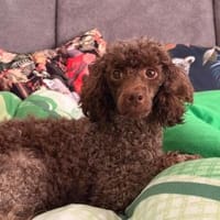 Juria ist klug, charmant und sensibel, Hündin zur Adoption