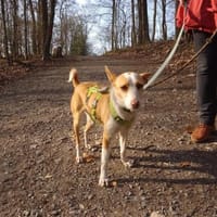 Simba sucht sein Zuhause, Hund zur Adoption