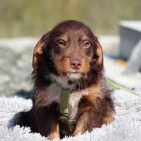 Anjo sucht sein Für-Immer- Zuhause, Hund zur Adoption