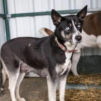 Freya mit den eisblauen Augen, Hündin zur Adoption