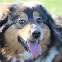 Rusina sucht seine Lieblingsmenschen.., Hündin zur Adoption