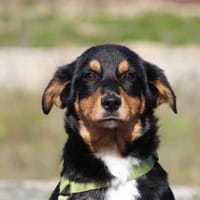 Champ sucht sein Glück..., Hund zur Adoption