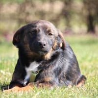 Kando möchte sein Herz verschenken..., Hund zur Adoption