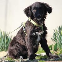 Moon sucht seine Traummenschen..., Hund zur Adoption