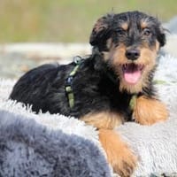 Jaci unser kleiner Prinz....., Hund zur Adoption