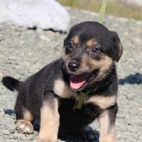 Flips der kleine Chameur..., Hund zur Adoption