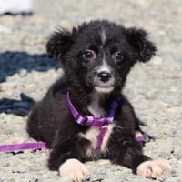 Sinda unsere kleine Prinzessin...., Hündin zur Adoption