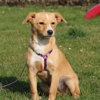 liebenswerte kleine - Sweety, Hündin zur Adoption