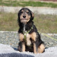 Pino sucht sein Für-Immer-Zuhause!, Hund zur Adoption