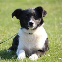 Moo sucht seine Menschen..., Hund zur Adoption