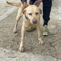 Fabiola, Hündin zur Adoption