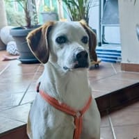 Smitty-freundlich und zugänglich, Hund zur Adoption