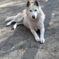 Aveline, Hündin zur Adoption