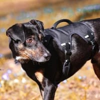 Csiki, fröhlicher Begleiter, 2J in 93047, Hund zur Adoption