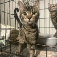 Dunja, kleine Entdeckerin, ca. 8 Monate, Katze zur Adoption