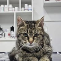 Hermine Freundliches Tigermädel, Katze zur Adoption