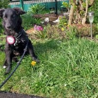 Julesucht ihre Menschen 🐾, Hündin zur Adoption